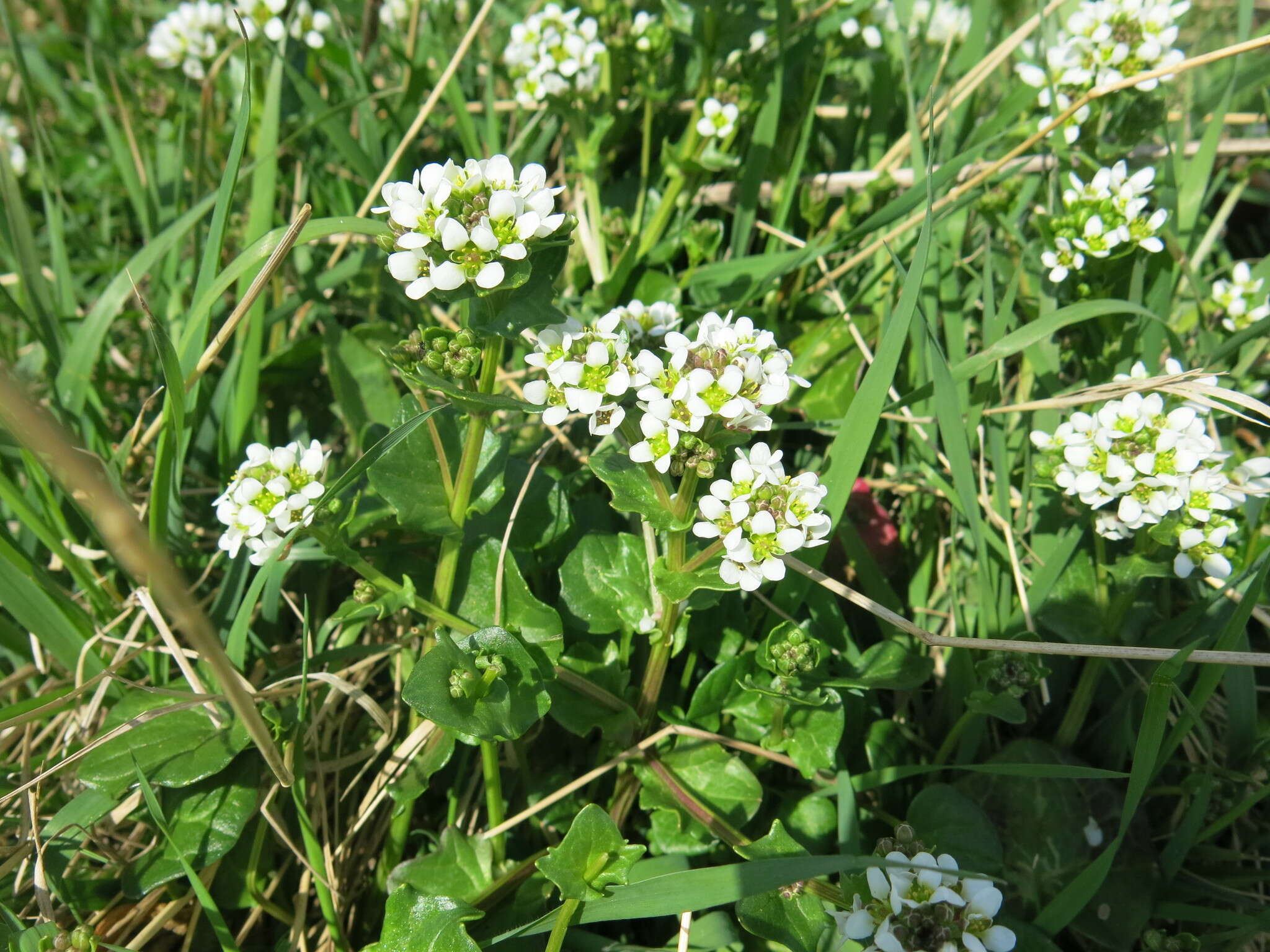 Image of Common Scurvygrass