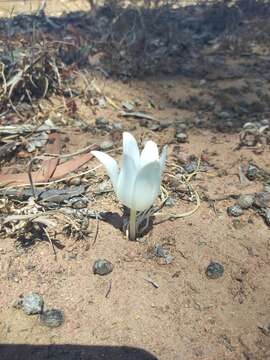 Image of Gethyllis campanulata L. Bolus