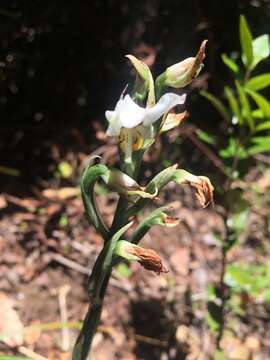 Gavilea venosa (Lam.) Garay & Ormerod的圖片