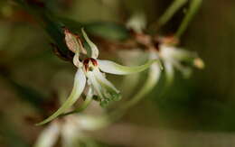 Image de Habenaria nyikana Rchb. fil.