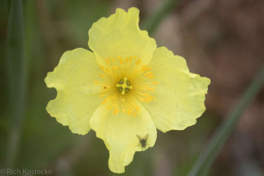 Imagem de Papaver radicatum subsp. alaskanum (Hultén) Anderson