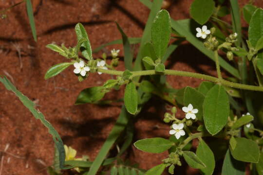 Image of Limeum viscosum subsp. transvaalense Friedr.