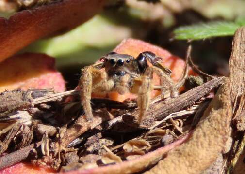 Image of Habronattus captiosus (Gertsch 1934)