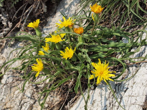 Image of <i>Scorzonera austriaca</i> Willd.