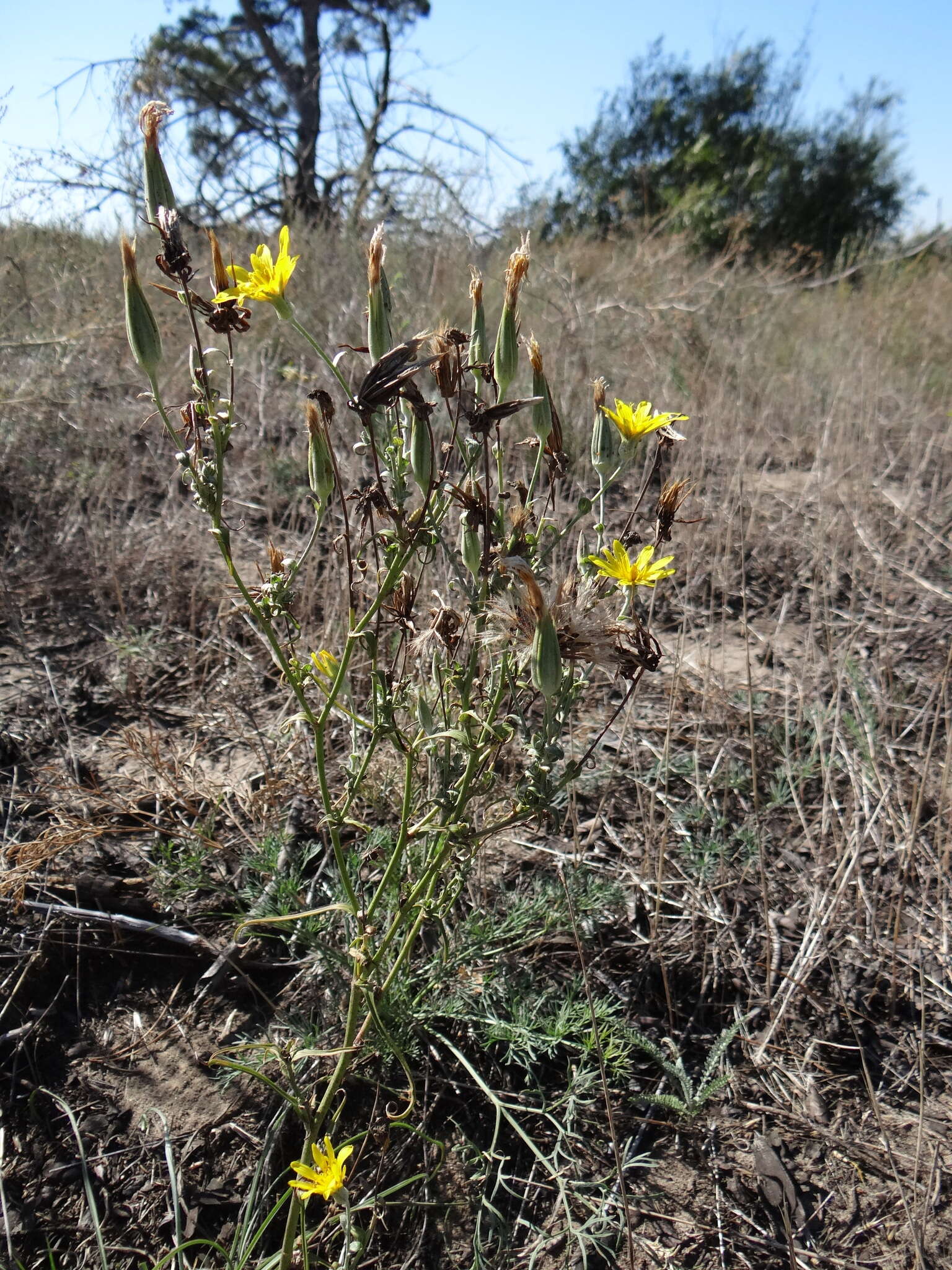 Sivun Tragopogon ucrainicus Artemczuk kuva