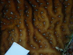 Image of Lamarck´s sheet coral