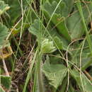 Image of Pelargonium schizopetalum Sweet