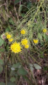 صورة Galatella linosyris (L.) Rchb. fil.