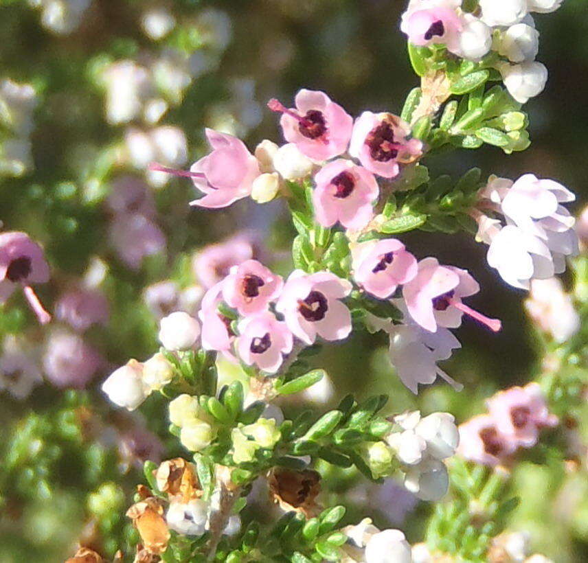 Image of hairy grey heather