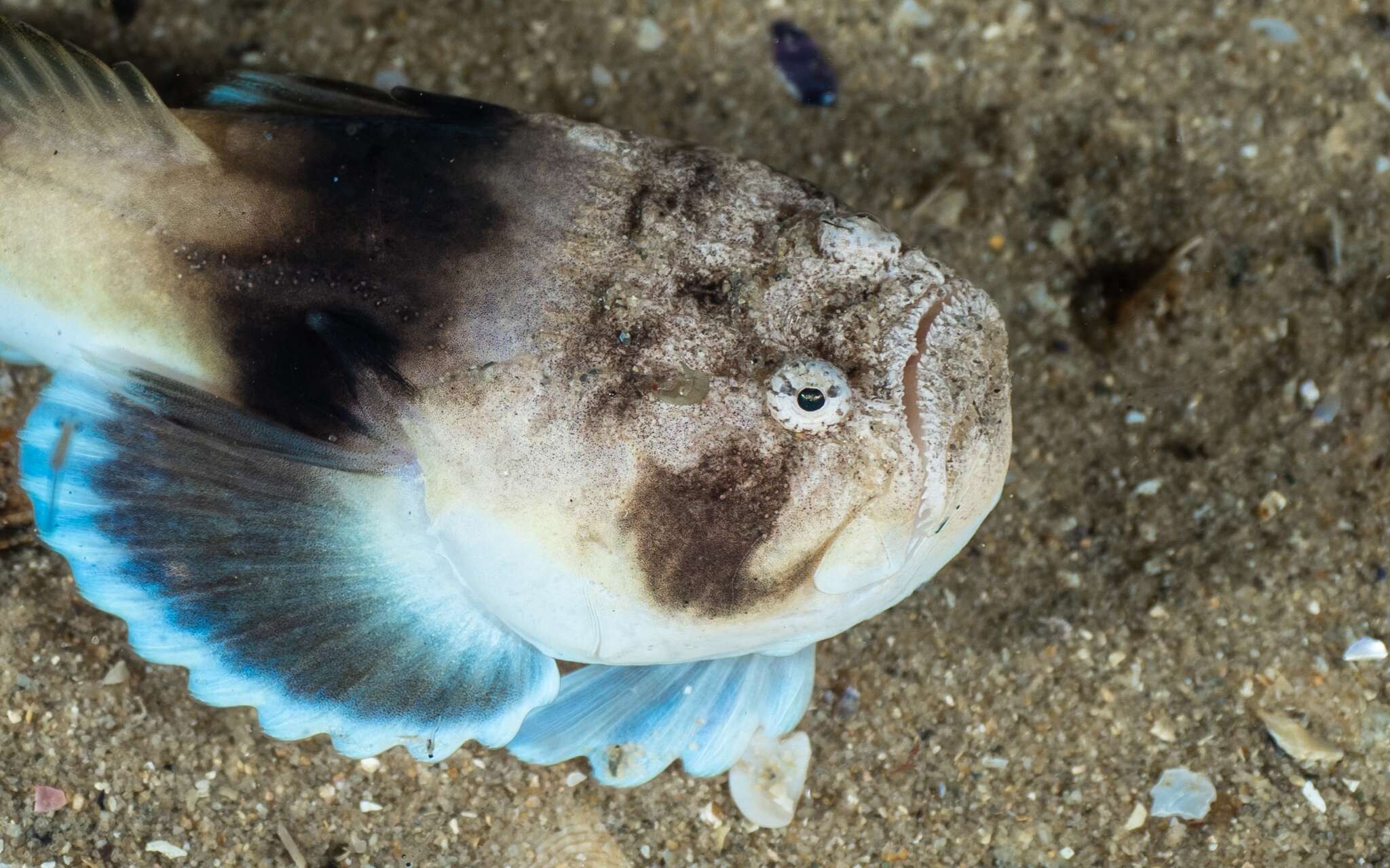 Image of Banded stonelifter