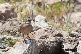 صورة Geositta rufipennis fasciata (Philippi & Landbeck 1864)