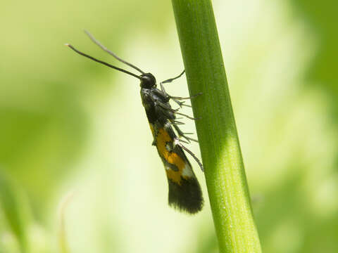 Image of Mompha locupletella