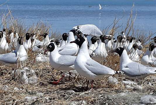 Image of Relict Gull