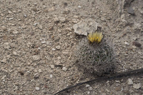 Image of Turbinicarpus beguinii subsp. hintoniorum A. Hofer