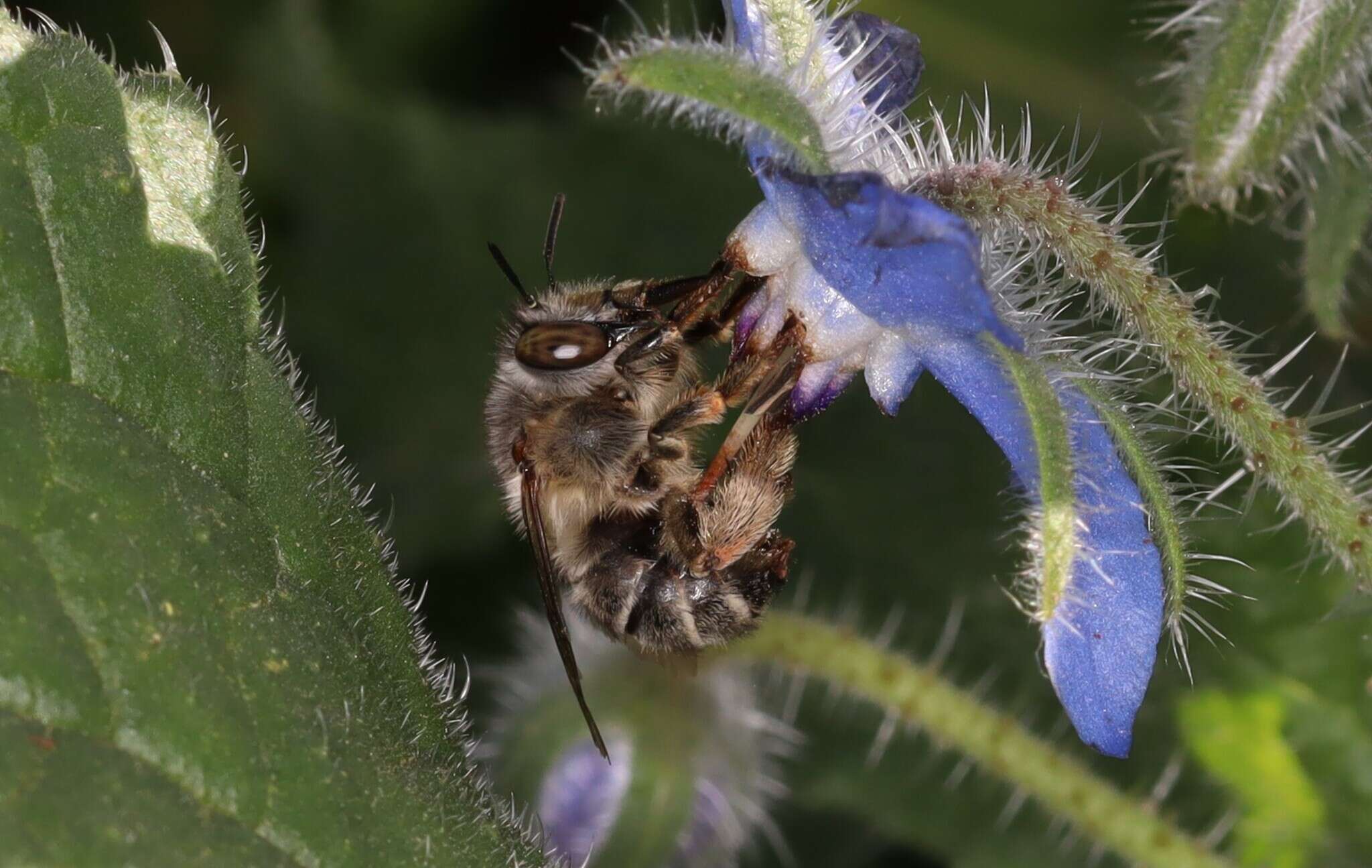 Image of Anthophora crassipes Lepeletier 1841