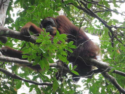 Image of Sumatran orangutan