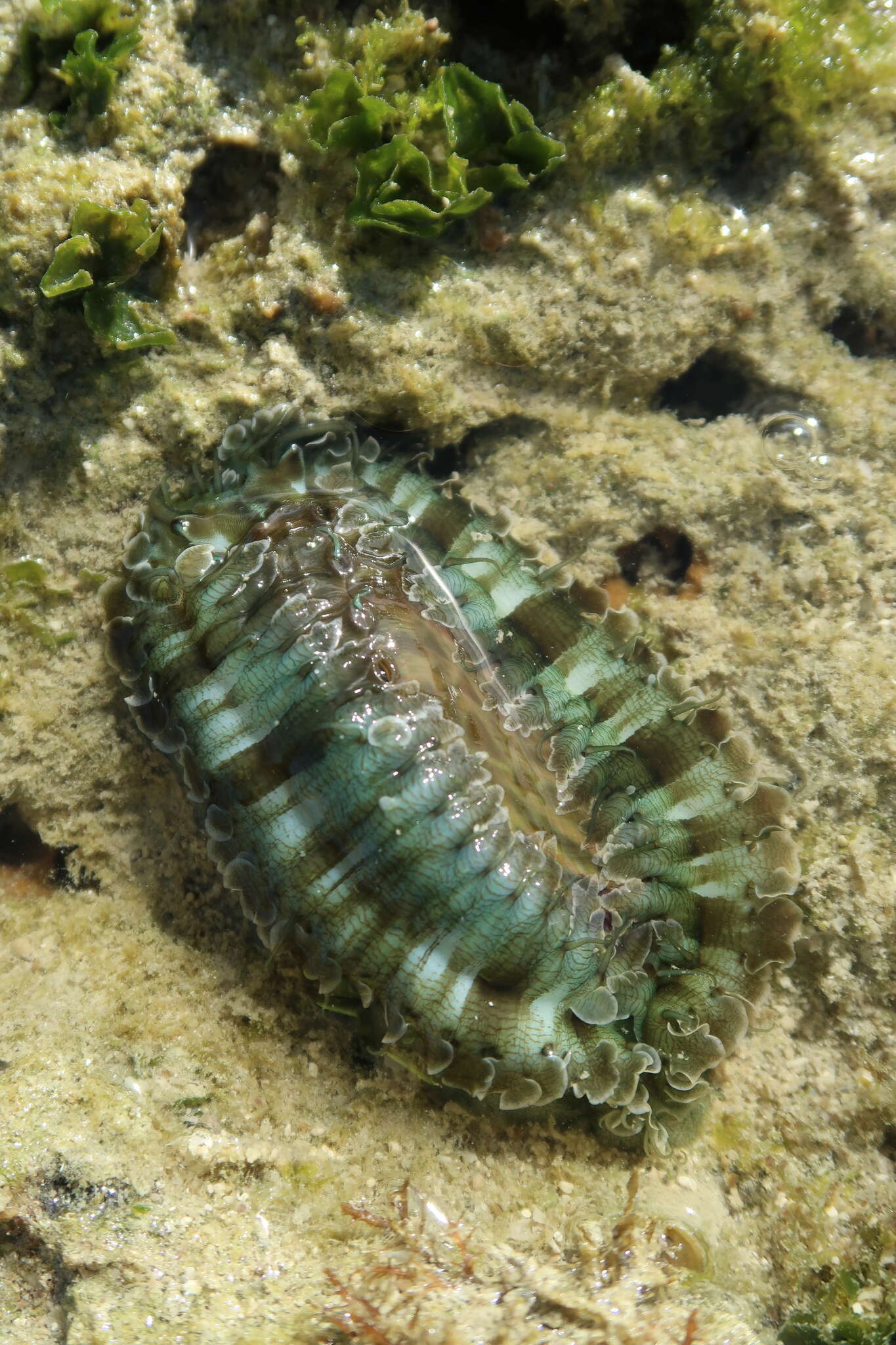 Image of Ass's ear abalone