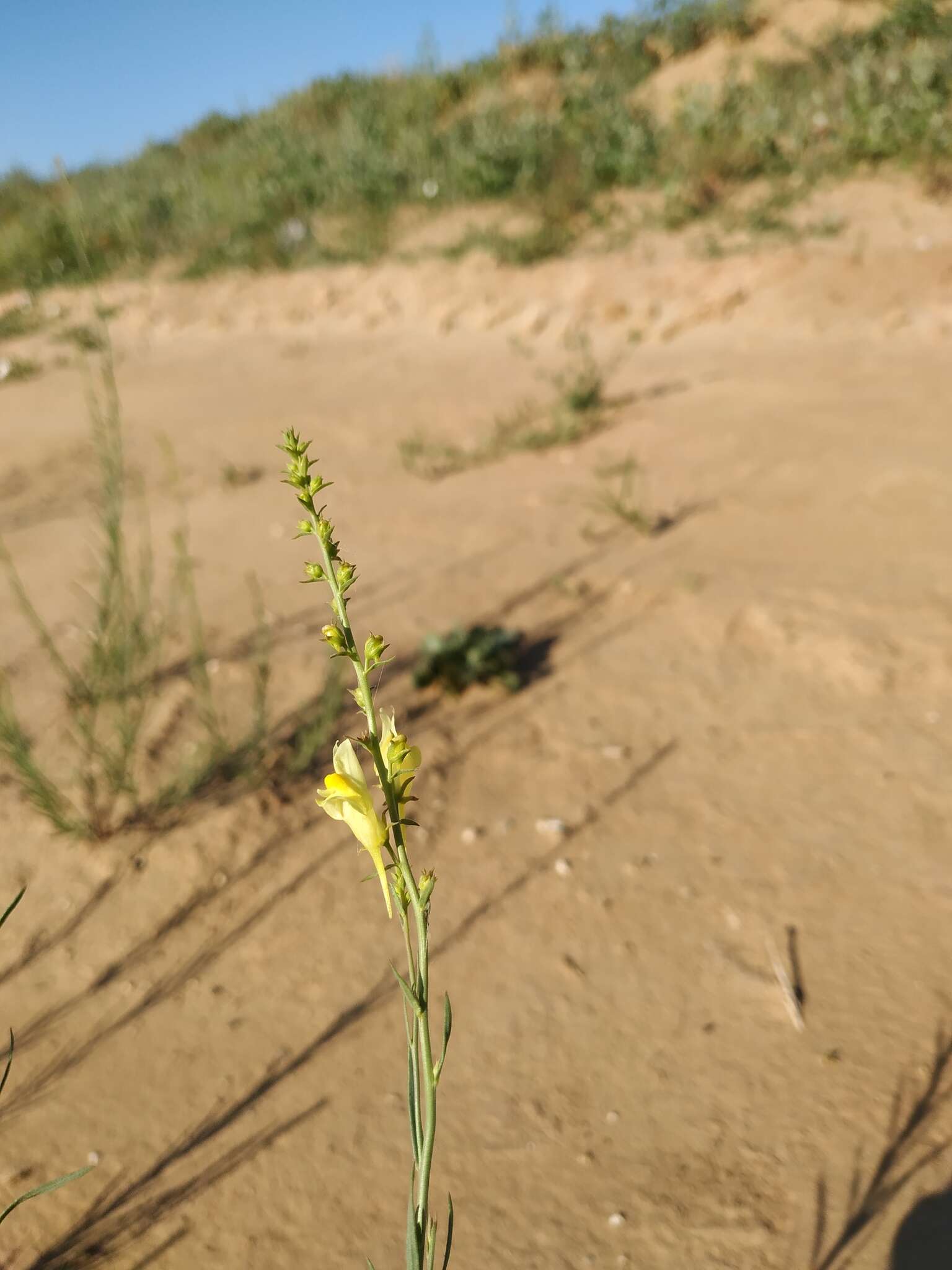 Image of Linaria odora (Bieb.) Fischer