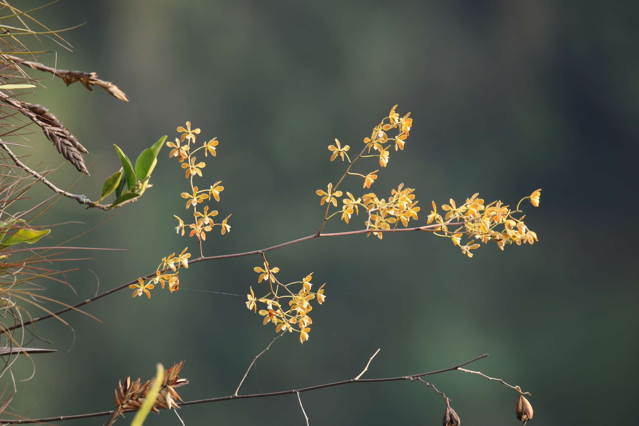 Image de Encyclia candollei (Lindl.) Schltr.