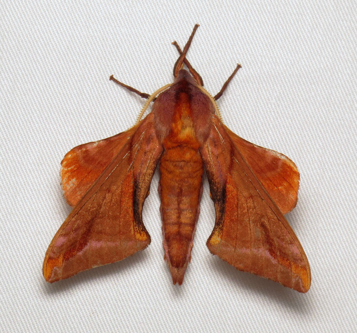 Image of Huckleberry Sphinx