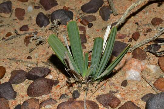 Image of Babiana cuneata J. C. Manning & Goldblatt