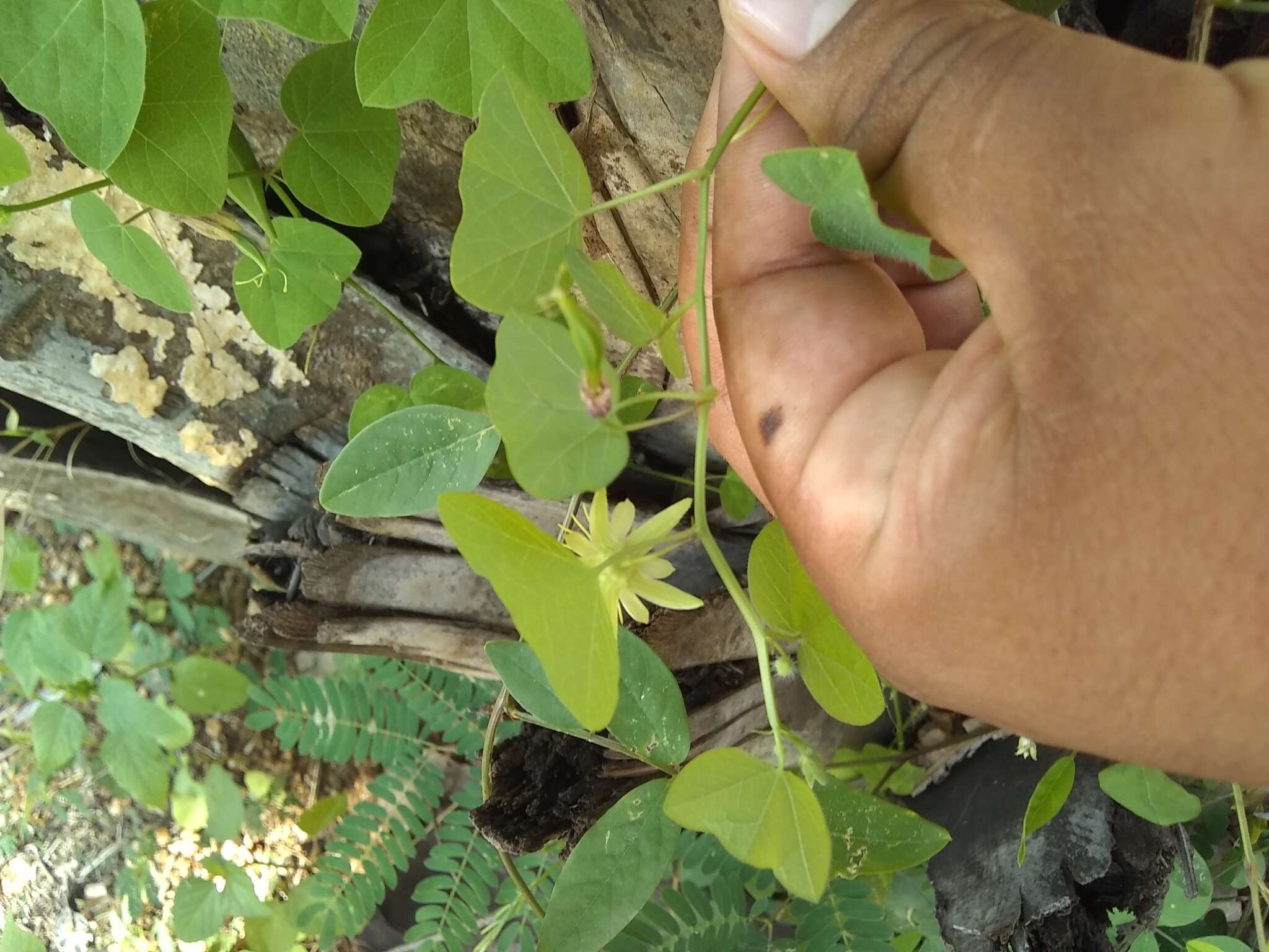 Image of Passiflora pusilla J. M. Mac Dougal