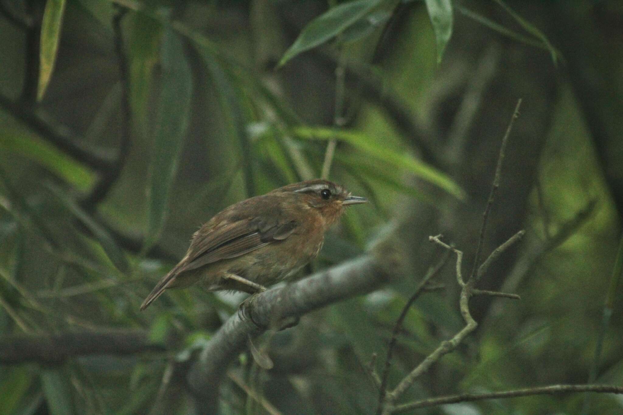 Image of Rufous Gnateater