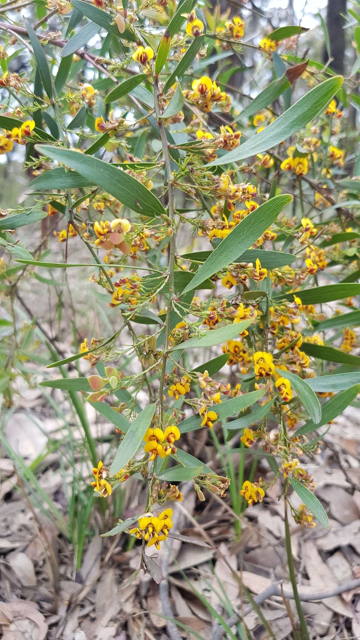 Слика од Daviesia mimosoides R. Br.