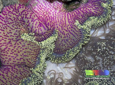 Image of merten's carpet anemone