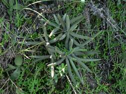 Image of Cotyledon orbiculata var. dactylopsis Tölken