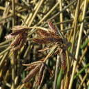 Imagem de Cyperus marginatus Thunb.