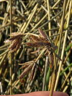 Imagem de Cyperus marginatus Thunb.