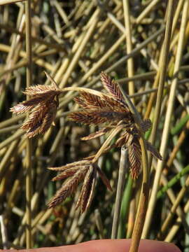 Image of Cyperus marginatus Thunb.