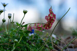 Image of Rumex tuberosus L.