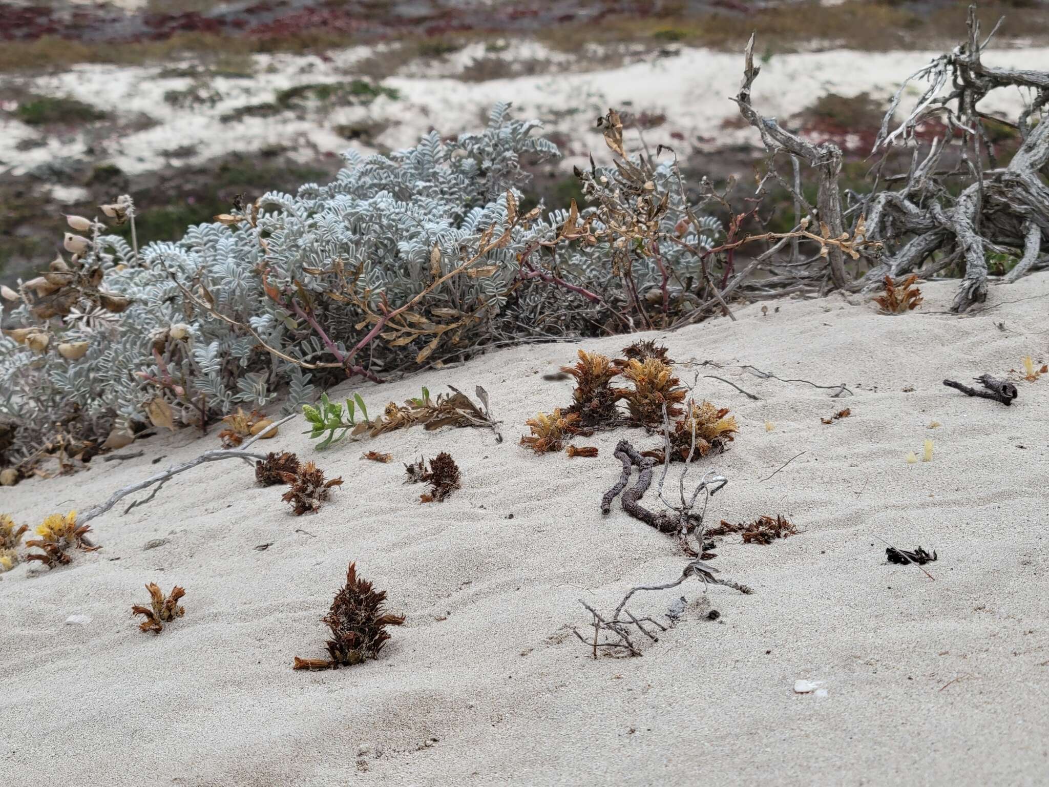 Image of Parish's broomrape