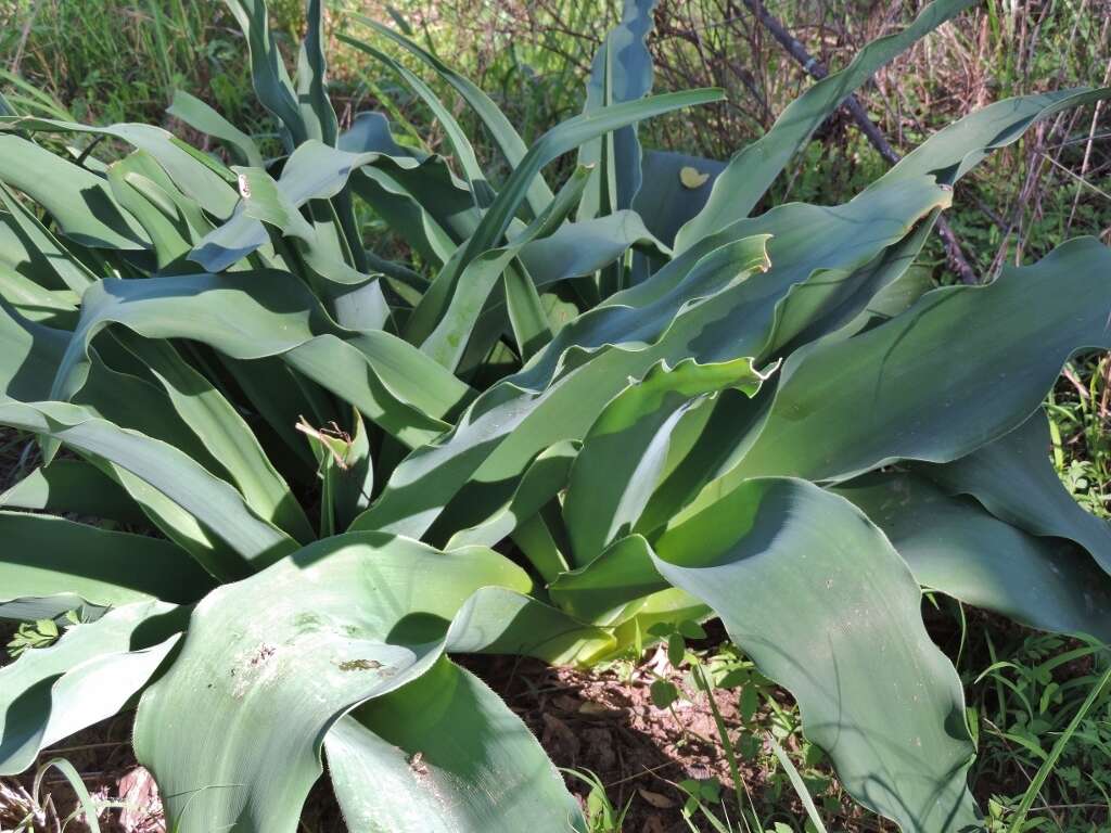 Image of Crinum crassicaule Baker