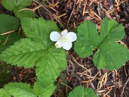 Image of roughfruit berry