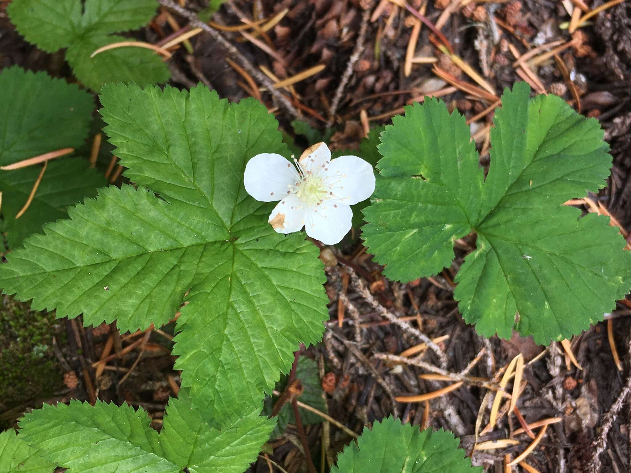 Image of roughfruit berry