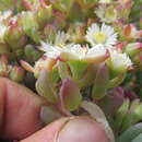 صورة Oscularia comptonii (L. Bol.) H. E. K. Hartm.