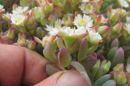 صورة Oscularia comptonii (L. Bol.) H. E. K. Hartm.