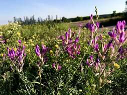 Imagem de Astragalus varius S. G. Gmelin