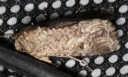 Image of Lawn armyworm