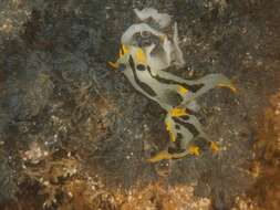 Image of Crowned nudibranch