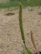 Image of Plantago depressa Willd.