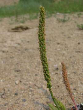 Imagem de Plantago depressa Willd.