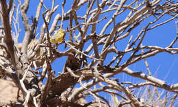 Image of Monte Yellow Finch