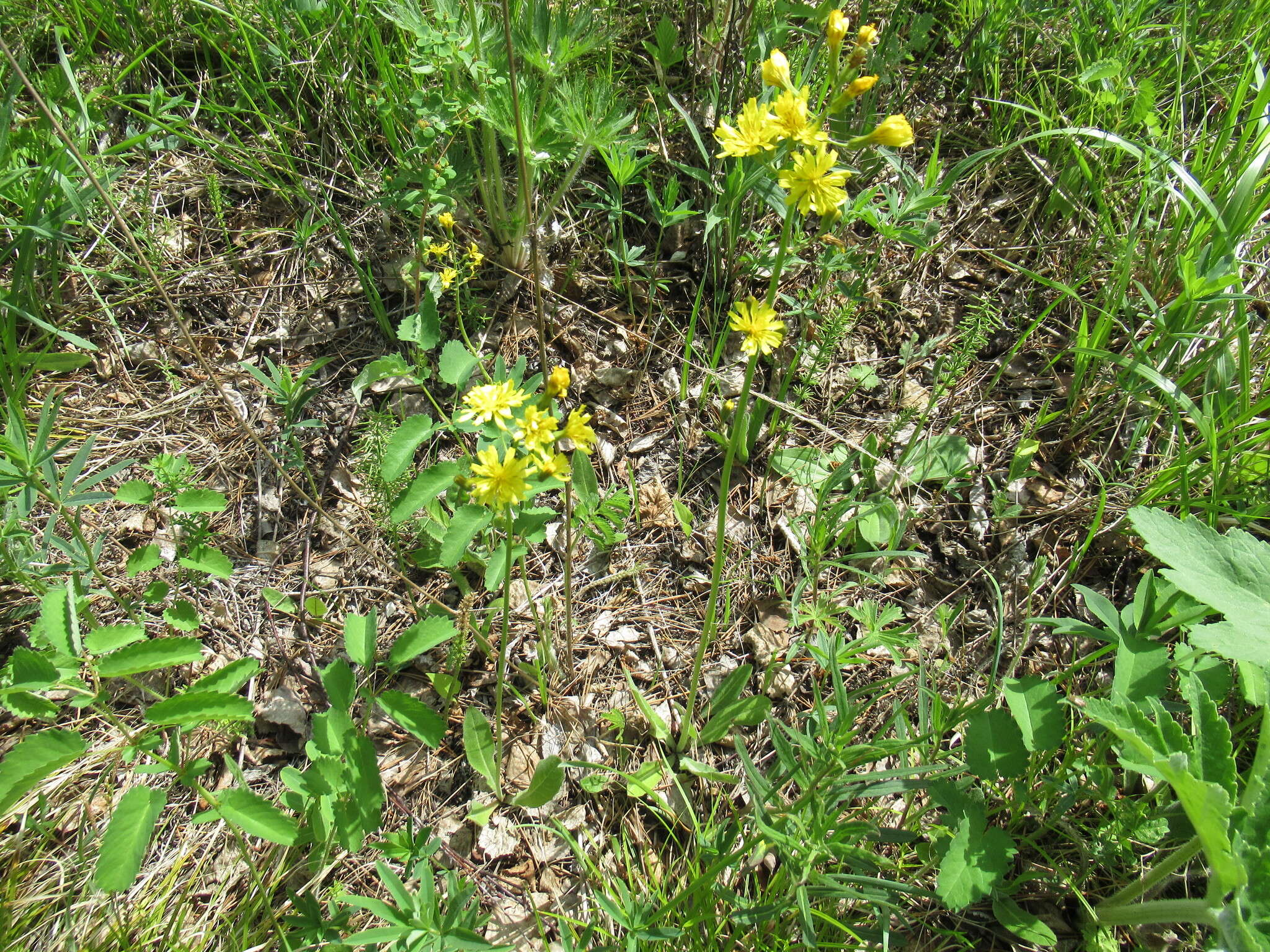 Image of Crepis praemorsa (L.) Tausch