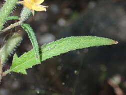 Image of Organ Mountain blazingstar