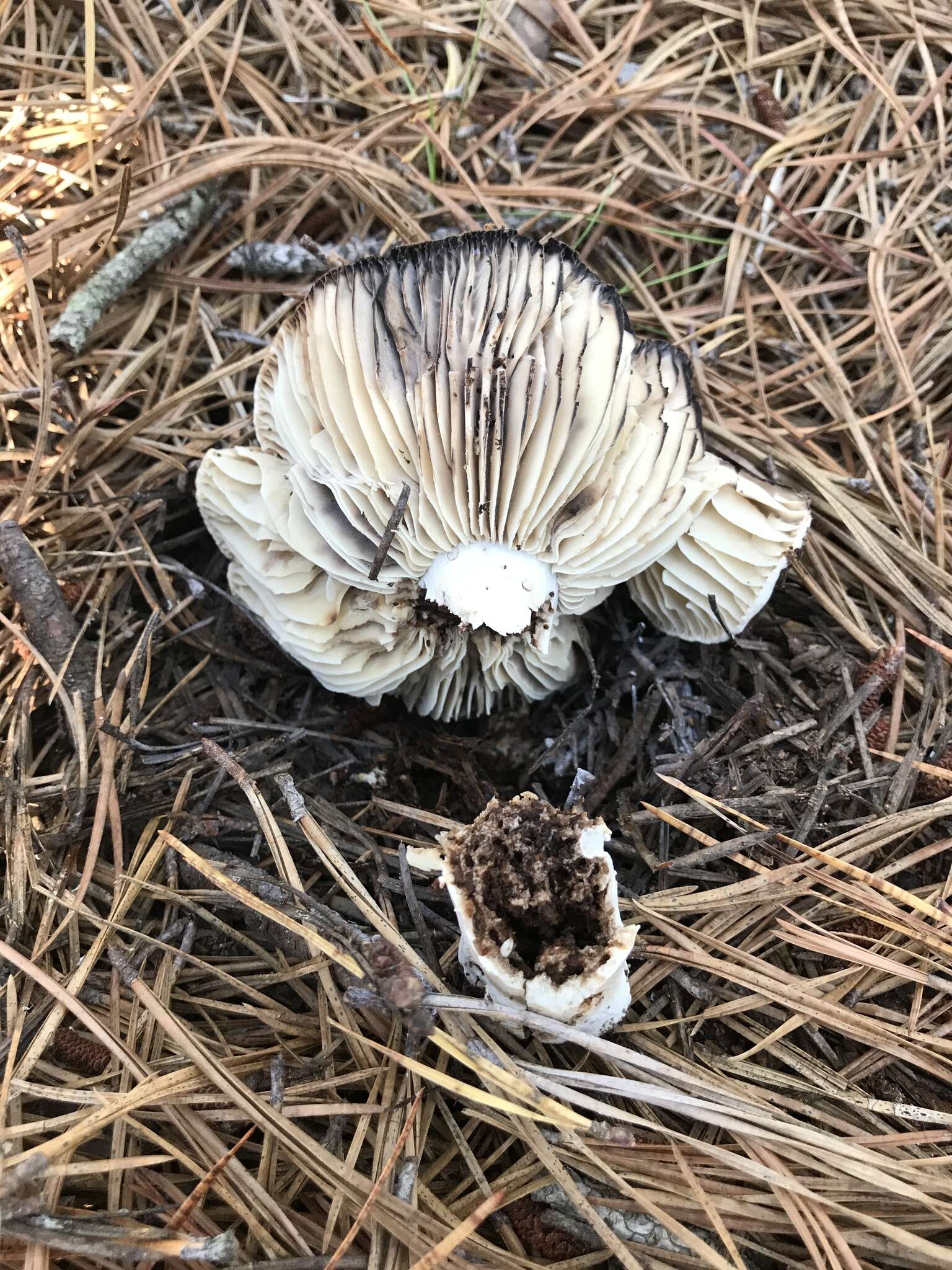 Image of Russula dissimulans Shaffer 1962