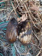 Image of Swollen River Mussel